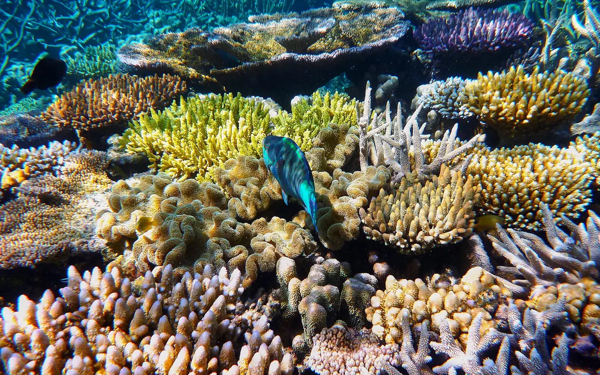 Coral gardens and reef fish photographed underwater