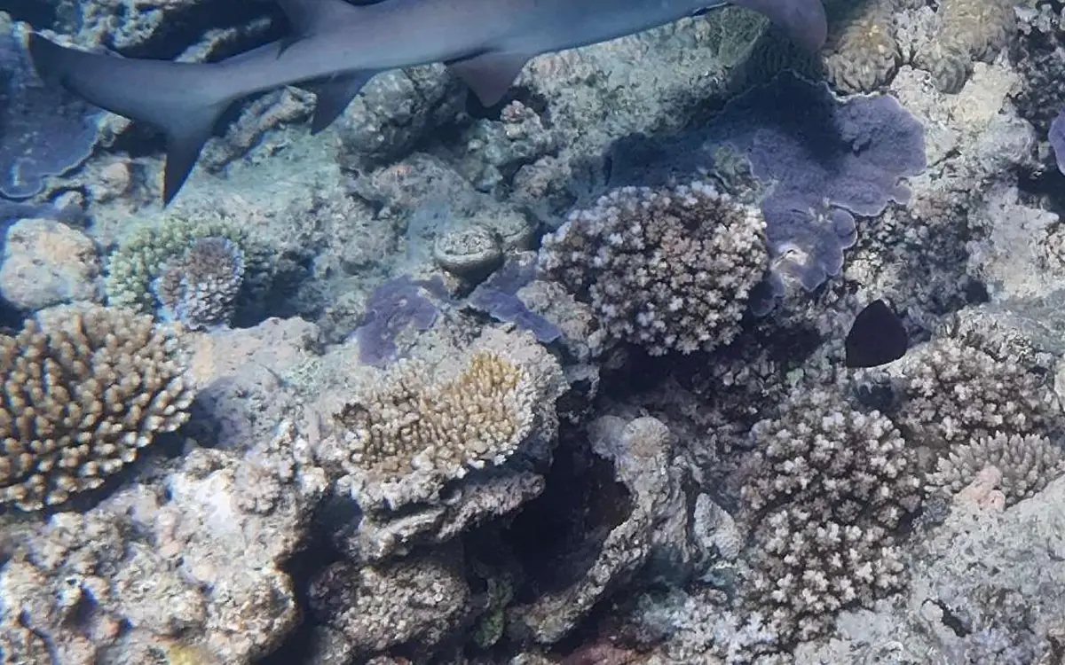 Shallow coral gardens on the Great Barrier Reef seen from above
